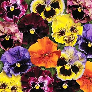 Pansy Viola Cornuta Seeds for Indoor Bonsai and Garden Plants