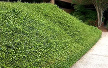 Arabian Jasmine Seeds (Jasminum sambac) for a lasting display in the Flower Bed & Garden