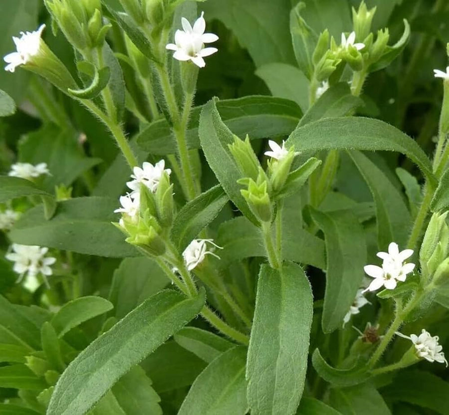 Stevia Rebaudiana Herbal Plant Seeds