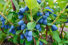 Lonicera Caerulea Seeds for a homegrown harvest from the Garden