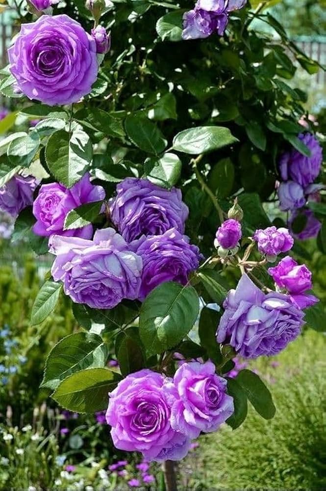 Climbing Rose (Rosa spp.) for balcony and vertical garden planting