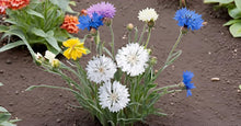 Cornflower Flowers Bonsai Flower Plant Seeds for long-term planting in the yard
