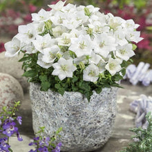 Campanula Seeds (Campanula spp.) for a bright addition to the Flower Bed