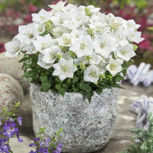 Bellflower Campanula Carpatica White Seeds for growers filling out the Garden Containers