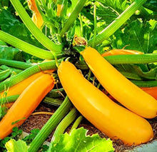 Squash Gardens for planting in home garden.