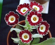 Primaverine-Sera Seeds valued for mass Planting