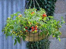 Lizzano F Tomato Seeds for home growers seeking a reliable harvest