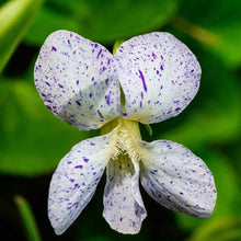 Viola Seeds (Viola tricolor) for growers filling out the Flower Container Garden