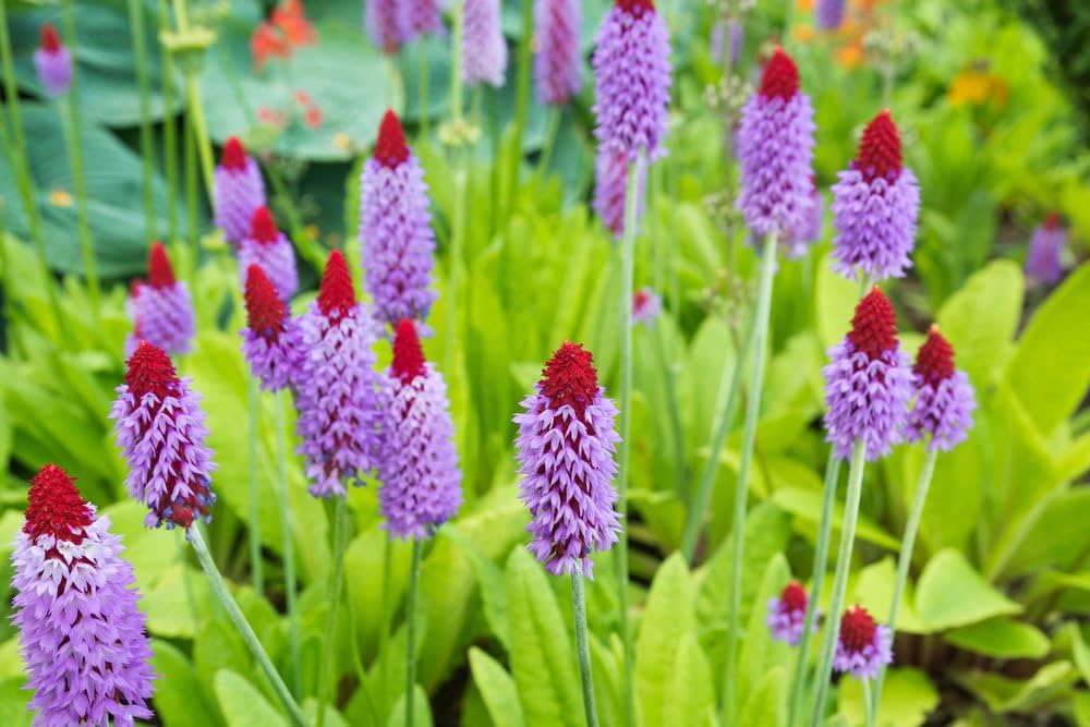 Orchid Primrose Flower Seeds â€“ Primula Avenue Perennial Variety