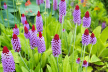 Orchid Primrose Flower Seeds â€“ Primula Avenue Perennial Variety