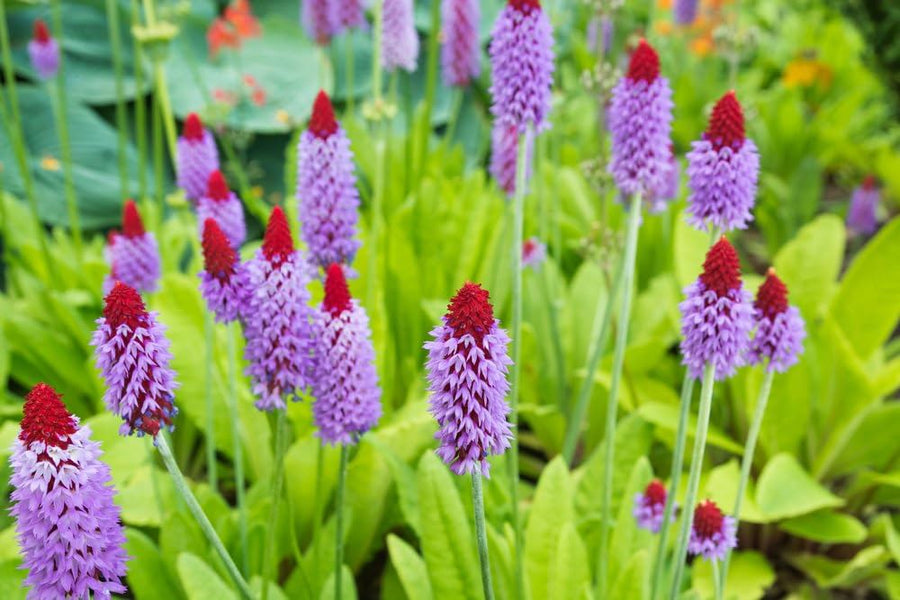 Orchid Primrose Flower Seeds â€“ Primula Avenue Perennial Variety
