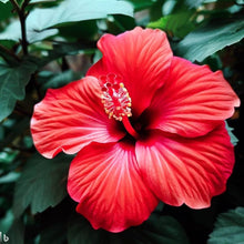 Giant Hibiscus Seeds for a bright addition to the Home & Garden