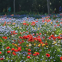 Wahpe Washtemna Native Wildflower Perennial Seeds for growers seeking a long-blooming display
