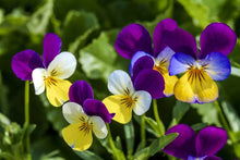 Pansy Mix Color Viola Tricolor Seeds for a colorful addition to any planting