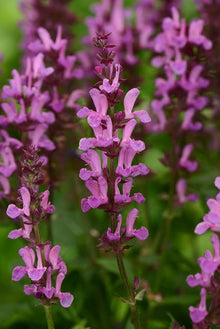 Rose Queen Salvia Seeds for gardeners building out beds and borders