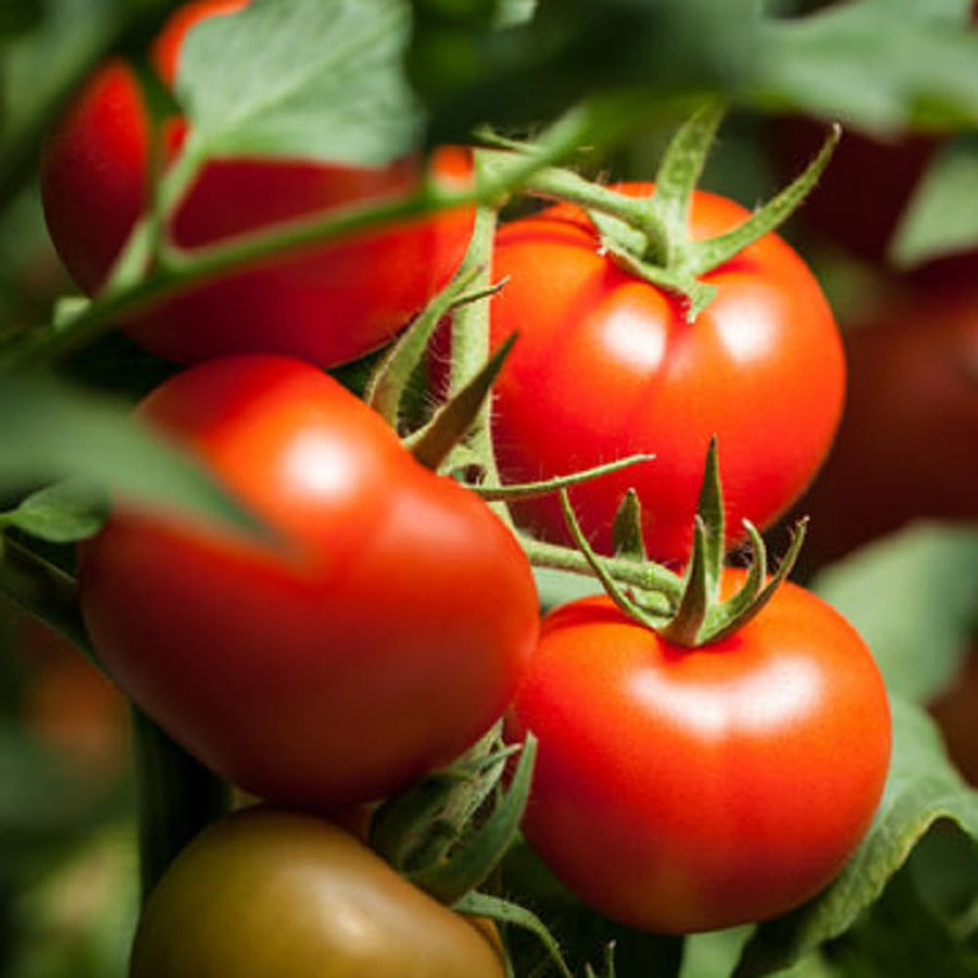Balkon Red F1 Tomato Seeds for balcony and pot gardening