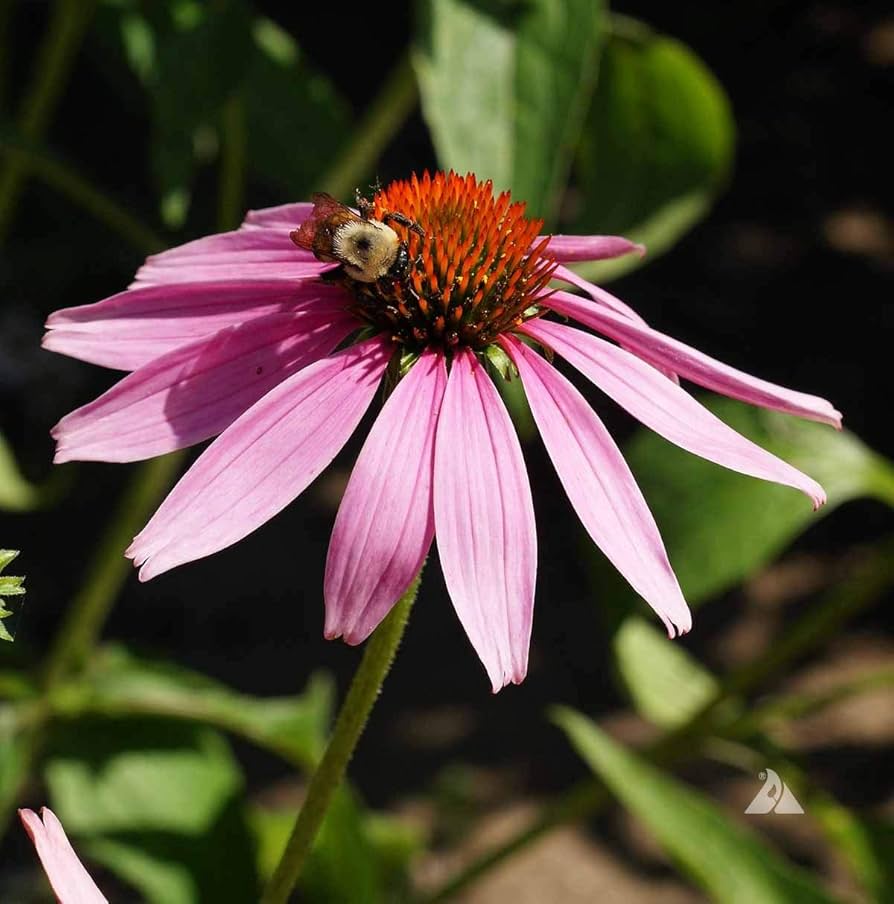Indian Coneflower Seeds for a bright addition to the Garden Planting