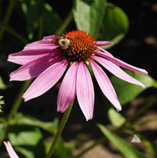Indian Coneflower Seeds for a bright addition to the Garden Planting