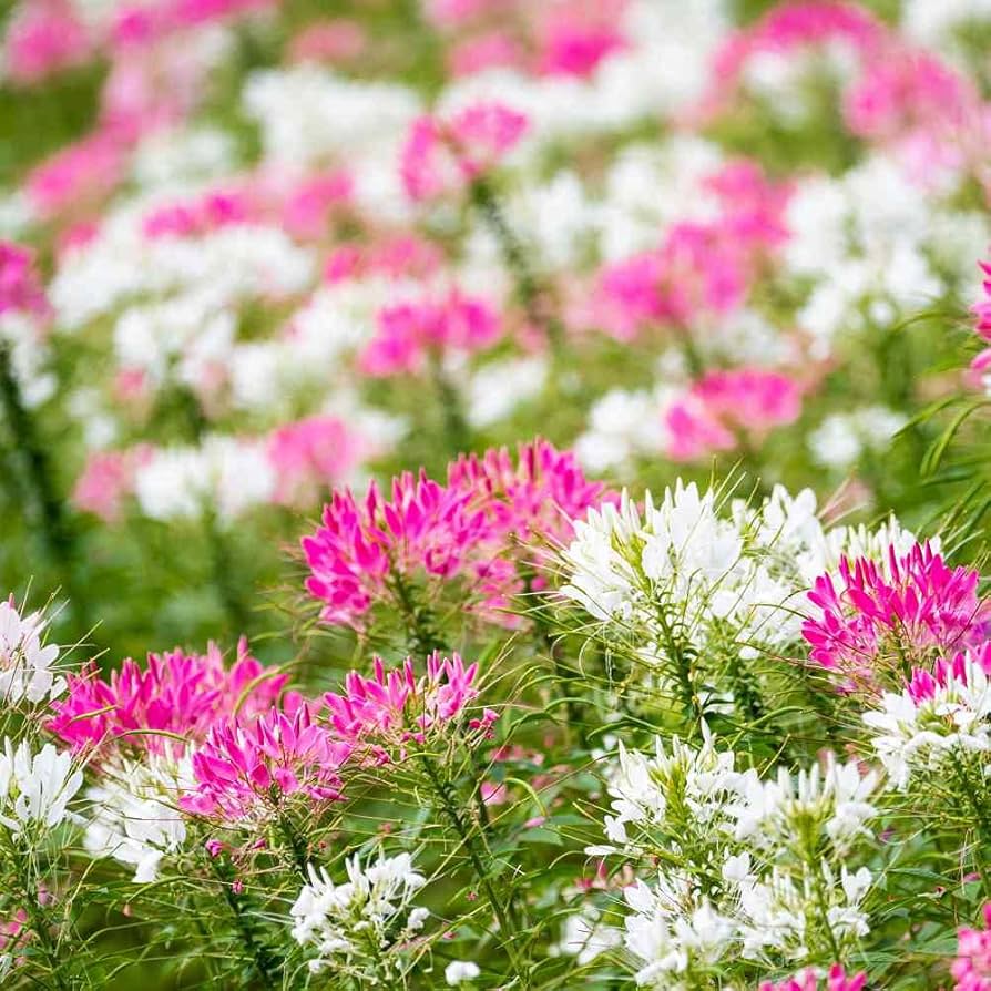 Cleome Queen Mix Spider Flower Seeds