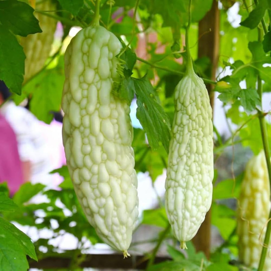 Green Sweet Pepper Seeds for balcony pots