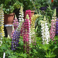 Castle Russell Lupine Lupinus Polyphyllus Seeds for planting in wild garden