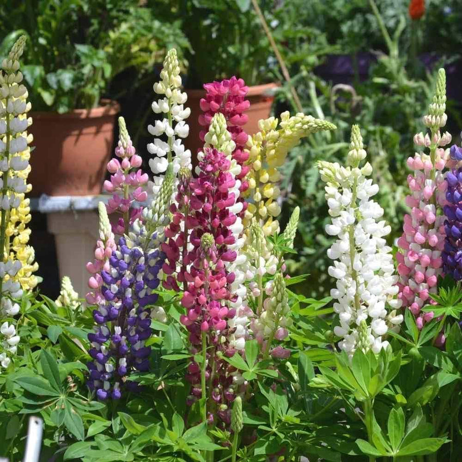 Castle Russell Lupine Lupinus Polyphyllus Seeds for planting in wild garden