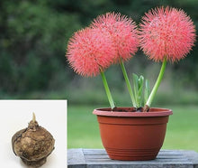 Red Hot Poker Seeds (Kniphofia uvaria) for seasonal color across the backyard gardening spaces