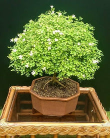Lily Seeds for growers establishing the Indoor Perfume Lily Garden Planting, Colors Available