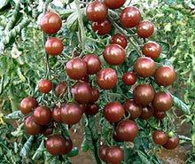 Black Tomato Seeds for home growers seeking a reliable harvest