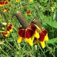 Mexican Hat Ratibida Columnifera Seeds for a colorful addition to any planting