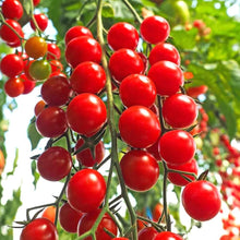 Tomate Kremenchugskiy Seeds known for heirloom Rich Flavor