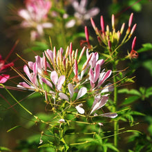 Sticky Spider Seeds (Cleome viscosa) for a bright addition to the wildflower beds and native gardens