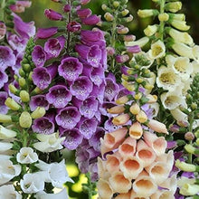 Fritillaria Digitalis Seeds for a lasting display in the Flower Bed & Garden