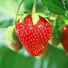 Giant Strawberry Seeds (Fragaria pantassa) for growers planting the fruit garden home pots