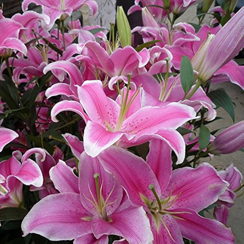 Lily Giglio Lilium Flower Seeds for Planting in Home Garden and Indoor Pots - for planting in home garden