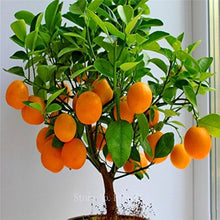 Dwarf Fruit Tree Seeds for a sweet addition to the home orchard