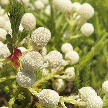 Silver Brunia Brunia Albiflora Seeds for gardeners building out beds and borders