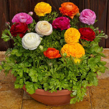 Ranunculus Seeds (Ranunculus asiaticus) for a lasting display in the Flower Container Garden