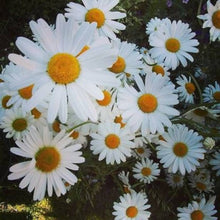 White Daisy (Bellis perennis) flower seeds for planting in home garden