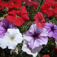 Petunia Petunia Hybrida Mixed Seeds grown for backyard Hanging Baskets
