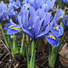 Iris Seeds (Iris germanica) for a bright addition to the home garden and ornamental flower beds