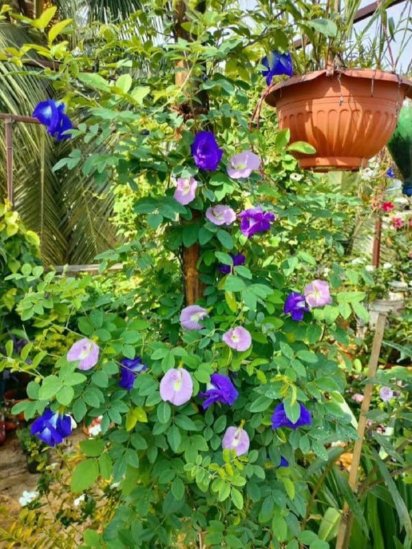 Semi Of Boxes Box Pigeon Pea Flange  From  Ornamental Garden Plant Premium Quality Seeds
