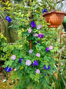 Semi Of Boxes Box Pigeon Pea Flange  From  Ornamental Garden Plant Premium Quality Seeds