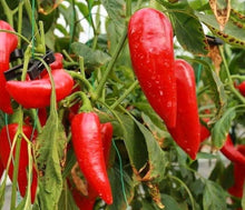 Pepper Seeds for home growers seeking a reliable harvest