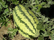 Kongo Watermelon Seeds (Citrullus lanatus) for productive rows in the vegetable patches and home gardens