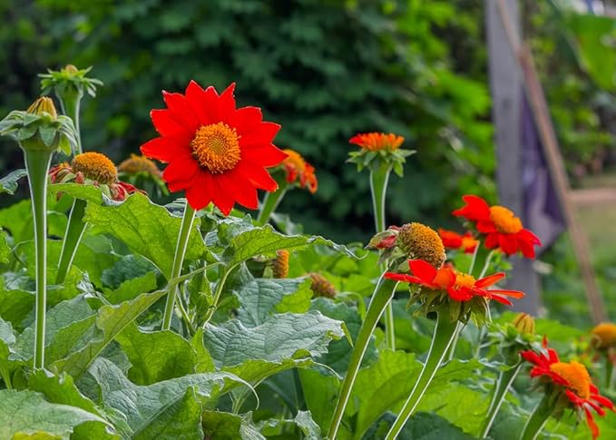 Sunflower Mexican Variety Pollinator-Friendly Flower - for planting in home garden