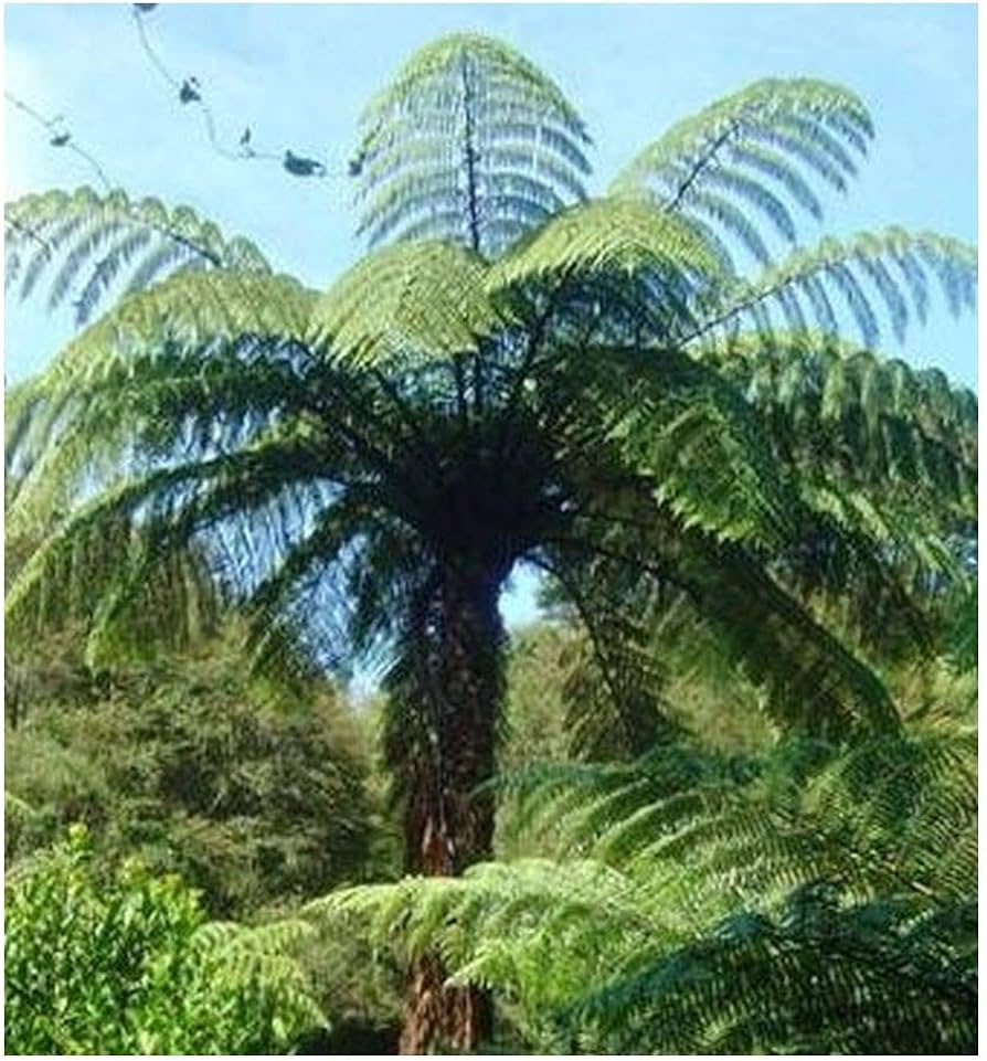 Cyathea Medullaris Tree Seeds