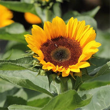 Sunflower Seeds valued for red Gardening