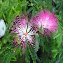 Albizia Flower Seeds (Mimosa Silk Tree) for elegant, tropical flowers