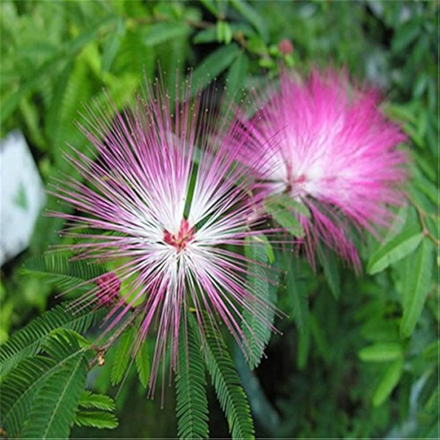 Albizia Flower Seeds (Mimosa Silk Tree) for elegant, tropical flowers